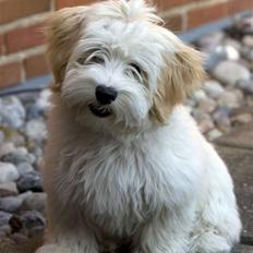 Bichon havanais Miki Nanoq Smilla