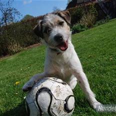 Jack russell terrier HØJENS IRISH MURPHY