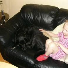 Labrador retriever Sussi