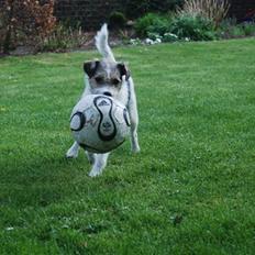 Jack russell terrier HØJENS IRISH MURPHY
