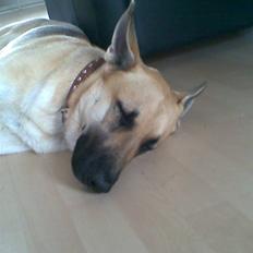 Schæferhund Dandy  SAVNER DiG!