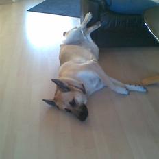 Schæferhund Dandy  SAVNER DiG!