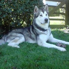 Alaskan malamute Kaizer *R.I.P.*