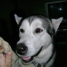 Alaskan malamute Kaizer *R.I.P.*