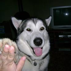 Alaskan malamute Kaizer *R.I.P.*
