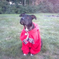 Amerikansk staffordshire terrier Brian ! R.I.P ='( 