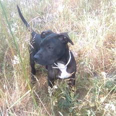 Amerikansk staffordshire terrier Brian ! R.I.P ='( 