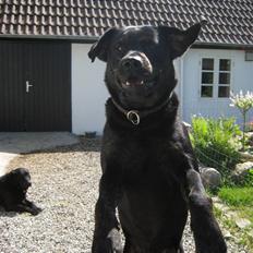 Blanding af racer Lakrids