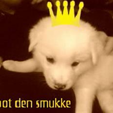 Blanding af racer Spot