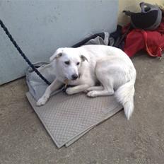 Blanding af racer Spot