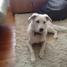 Blanding af racer Spot