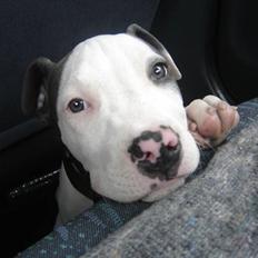 Amerikansk staffordshire terrier Milo