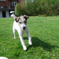 Jack russell terrier HØJENS IRISH MURPHY