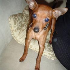 Dvaergpinscher Fifi
