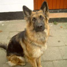 Schæferhund Chilli