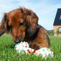 Dværggravhund Batman R.I.P 