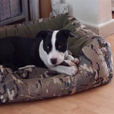 Blanding af racer Chili