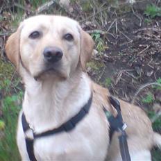 Labrador retriever Woody