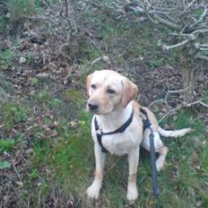 Labrador retriever Woody