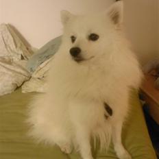 Japansk spids Mokway *R.I.P*