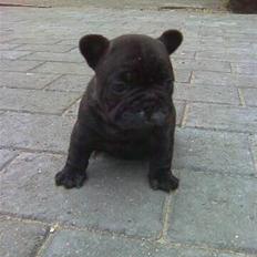 Fransk bulldog Louis