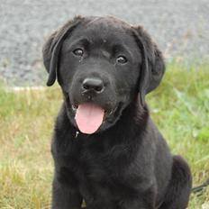 Labrador retriever Baloo