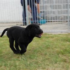 Labrador retriever Baloo