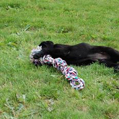 Labrador retriever Baloo