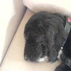Cocker spaniel Felix