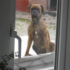 Boxer Boss (R.I.P. 21/3-09)