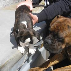 Boxer Boss (R.I.P. 21/3-09)