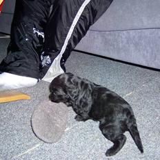 Blanding af racer Manta