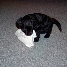 Blanding af racer Manta