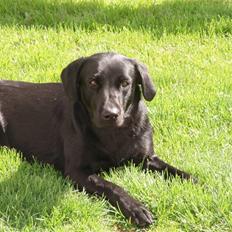 Labrador retriever Gribskov Skadi