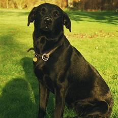 Labrador retriever Gribskov Skadi