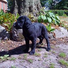 Flat coated retriever Morris