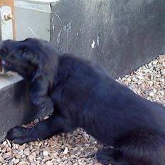 Flat coated retriever Morris