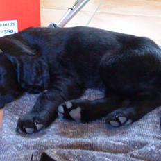 Flat coated retriever Morris