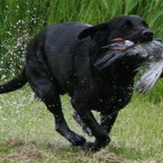Labrador retriever Sif (Nana Broby) 2000-2013