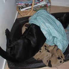 Labrador retriever Sif (Nana Broby) 2000-2013
