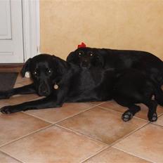 Labrador retriever Sif (Nana Broby) 2000-2013