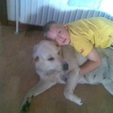 Labrador retriever bino