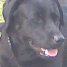 Labrador retriever daisy