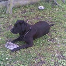 Labrador retriever daisy