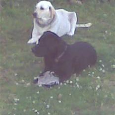 Labrador retriever daisy