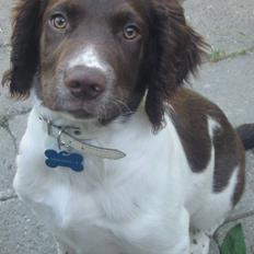 Engelsk springer spaniel Anton