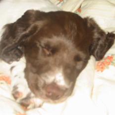 Engelsk springer spaniel Anton