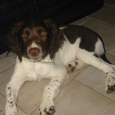 Engelsk springer spaniel Anton