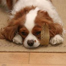 Cavalier king charles spaniel - Perle *RIP*