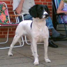 Blanding af racer Mollie TYKKE<3